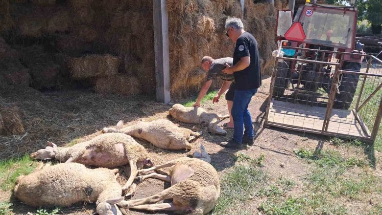 OTROVANE OVCE NA PREORANIM PAŠNJACIMA