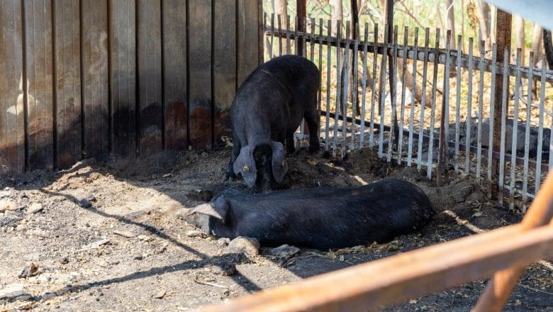 Počela podela pomoći poljoprivrednicima pogođenim požarima