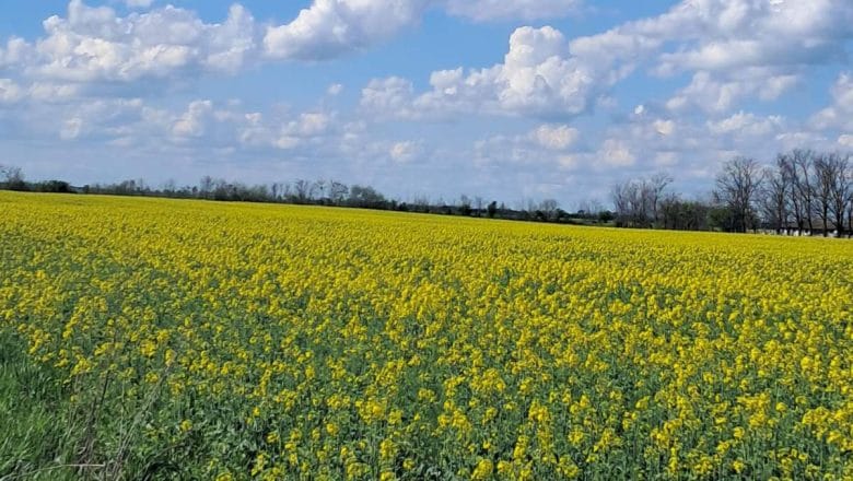 NAŠ IZBOR ZA JESENJU SETVU: PREDNOST ULJANOJ REPICI