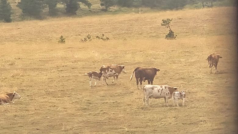 SA DVA KRAJA SVETA: U TUNISU KAMILE JEDU TRAVU IZ MORA, A NA ZLATIBORU GOVEDA-SUVU!