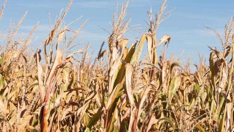 Suša u Srbiji – 7 milijardi evra gubitaka! Stručnjaci otkrivaju jedini izlaz