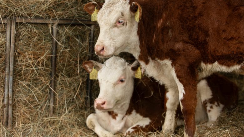 Neverovatno čudo u selu Lepaja: Krava Beba otelila četvorke