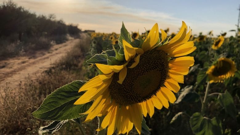 PAORI NA IGLAMA: Ministarstvo obećava – cena suncokreta poznata za mesec dana!