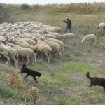 Prvo žarište boginja ovaca i koza u Srbiji ove godine potvrđeno u Raškoj oblasti