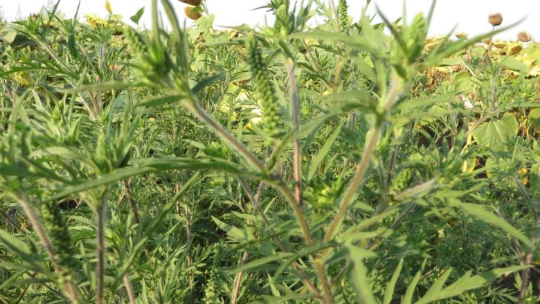 Mere protiv ambrozije: Lokalne samouprave moraju hitno reagovati