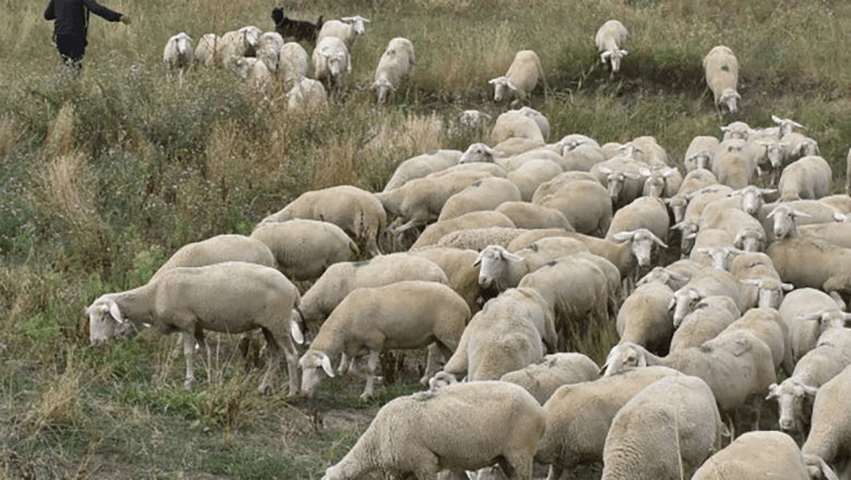 Ovce virtemberg do 80 kila – tražene u Izraelu: Norbert Varga iz Bačkog Gradišta ima čak 500 grla i ne planira da smanji stado