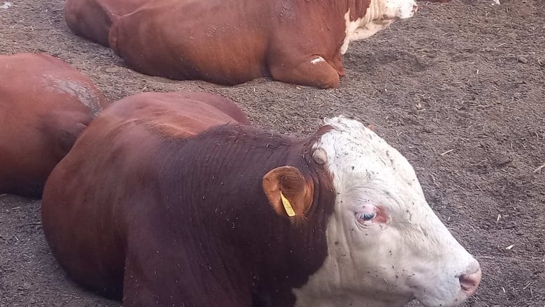 🇫🇷 EVROPSKA DRŽAVA ZABRANILA IZVOZ GOVEDA: Francuska uvela RADIKALNU MERU zbog širenja opasne bolesti