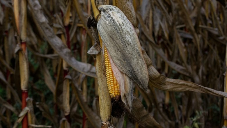 „Kukuruz i soja su u najvećem riziku”: Reakcija stručnjaka na ovogodišnje rezultate poljoprivredne proizvodnje u Srbiji