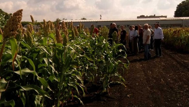 Hoće li sirak zameniti kukuruz na domaćim njivama