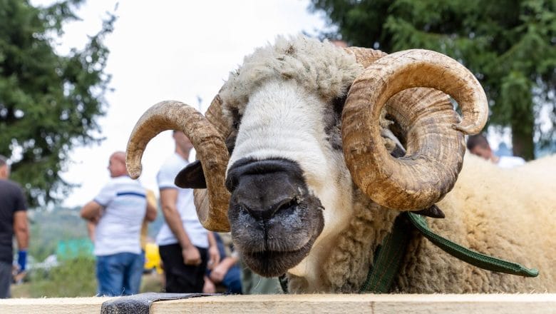 U Pričeviću održana 17. ovčarska izložba i 6. festival jagnjećeg pečenja