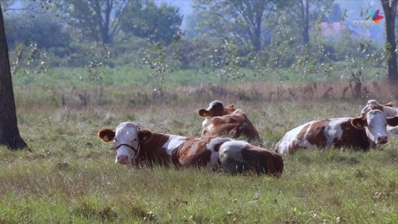Zašto držanje krava na otvorenom ima višestruke prednosti