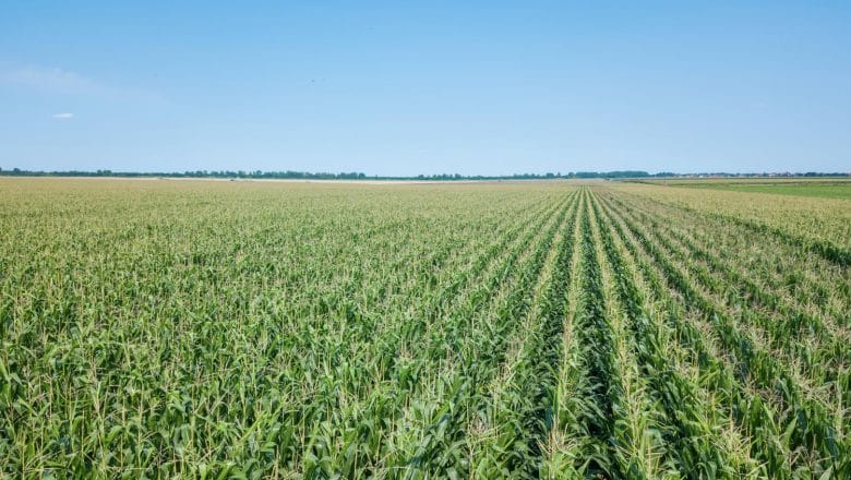 Bolest skresala rekordne prinose kukuruza u Ajovi: lekcija i za naše proizvođače