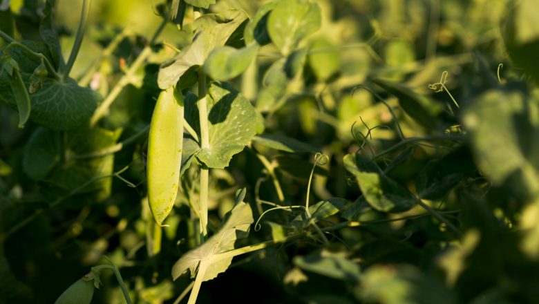 KOLIKO ĆE SE PROIZVESTI SOJE? BRAZIL I DALJE SVETSKI LIDER