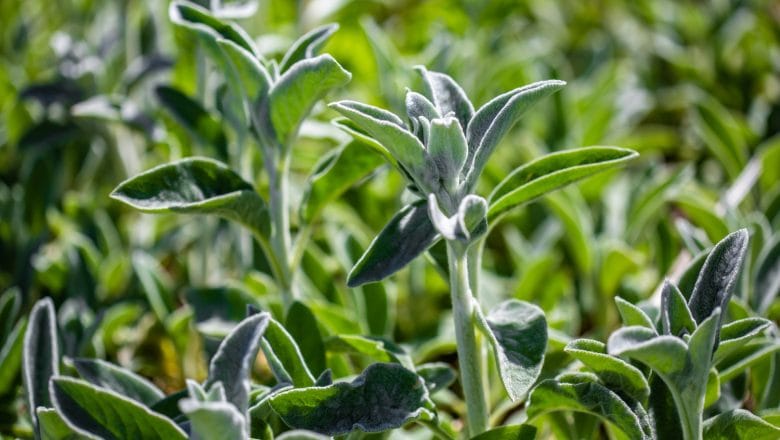 Vašington planira paket pomoći poljoprivredi od 10–15 milijardi USD zbog kolapsa kineske potražnje