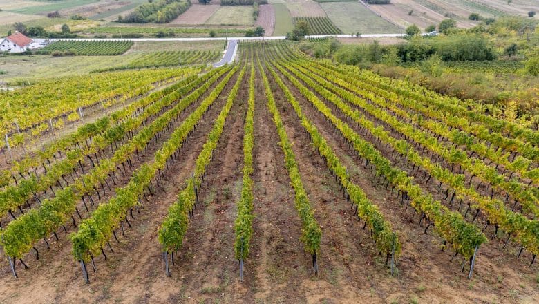 Podrška države vinogradarstvu – ministar Glamočić najavio ponovno uvođenje podsticaja za arteške bunare