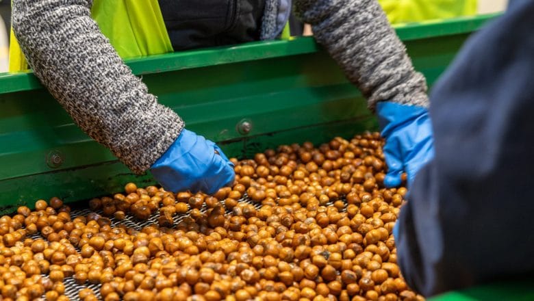 Velika proizvodnja lešnika u Srbiji