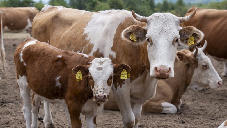 Rešenja za krave za uzgoj teladi urađena za samo dva dana!