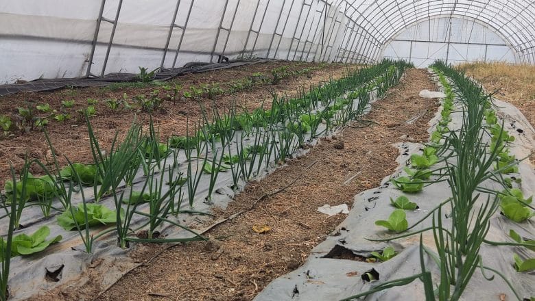 Počelo podnošenje zahteva za podsticaje u organskoj proizvodnji – rok do 7. novembra