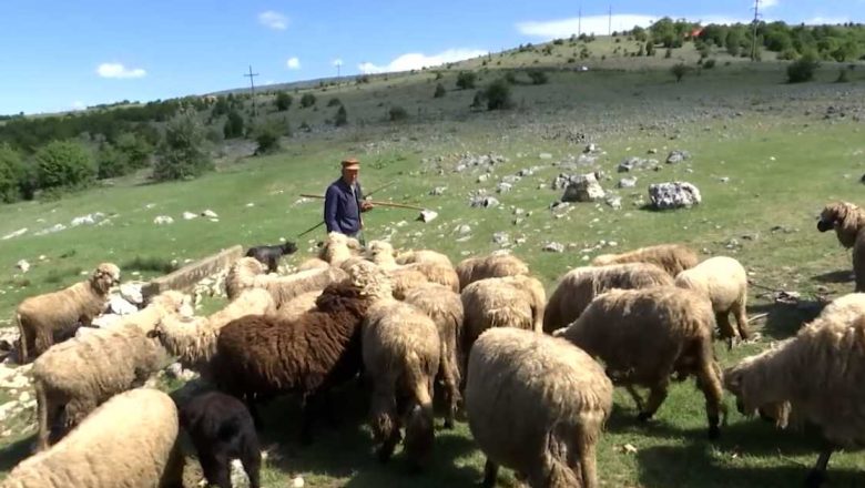 Srbija – farmeri sve više prodaju domaću hranu preko interneta