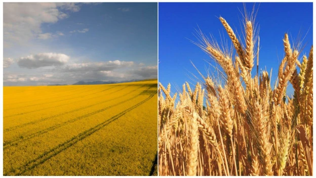 Suša odložila setvu u Bačkoj, uljana repica u problemu, pšenica čeka bolje dane