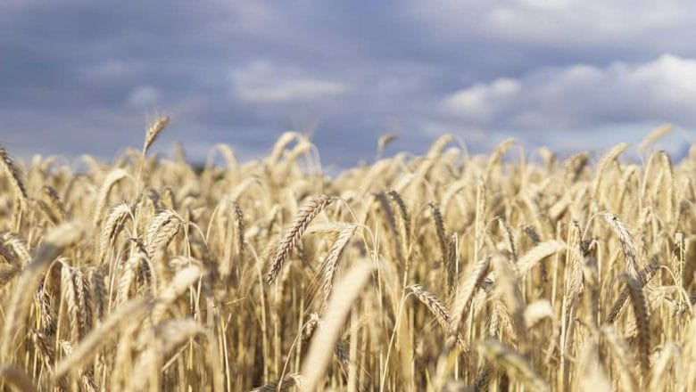 Ratari pred dilemom šta i koliko čega posejati – neizvesnost najveći problem