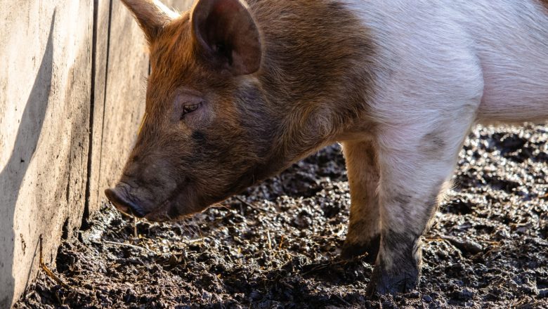 Republika Srpska: Novi slučajevi afričke kuge svinja — eutanazirano već 185 životinja
