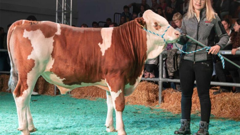 Prodat jedan od najskupljih bikova simentalske rase