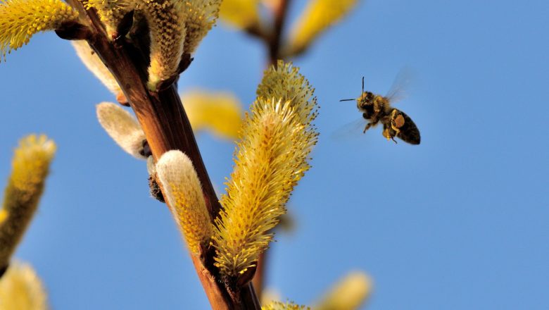 Pčele i poljoprivreda: Kako uspostaviti plodnu saradnju za bezbednost hrane