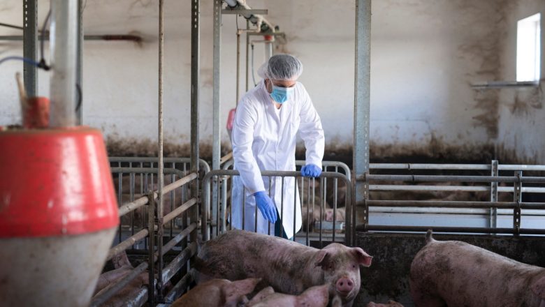 Zašto se kupuje milion vakcina protiv klasične kuge svinja