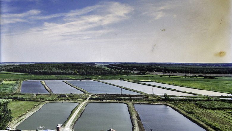 Pokrajina ulaže 10 miliona dinara u razvoj ribarstva