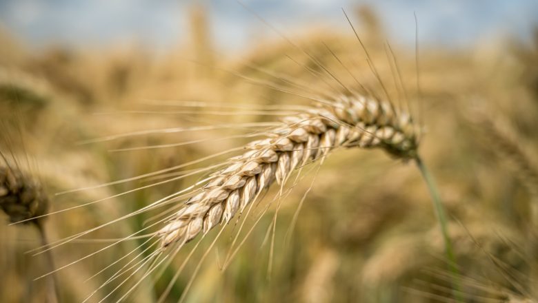 Setva pšenice kasni kao nikad: Da li će ratari uspeti da završe posao pre decembra?