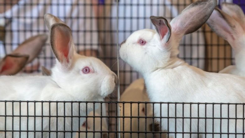 MESO JEFTINIJE OD JUNETINE A KORISTE GA U LUKSUZNIM RESTORANIMA