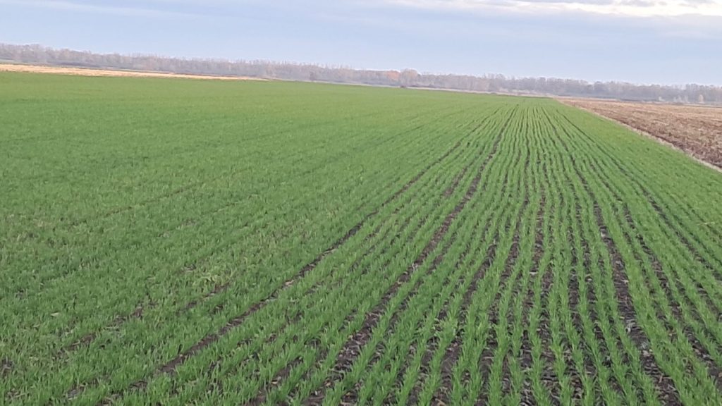 Polje pšenice u okolini Bečeja- agroservis