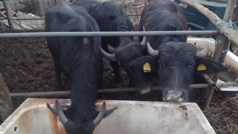 OGLAS: NA PRODAJU DOMAĆI BIVOLI