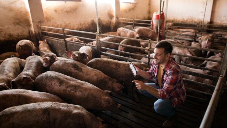 Cene svinja u EU: Blagi oporavak u klasi S i E, rast cene prasadi