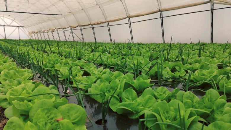 40 GODINA GAZE PRAVILA! Ratar u srcu Kikinde pobeđuje mraz: Zelena salata i mladi luk već na pijaci!