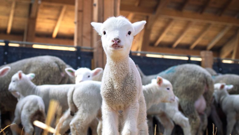 Onlajn farma „Moje stado“ sve popularnija: Kako funkcioniše uslužni tov i šta se dešava ako kupac ne plati rate