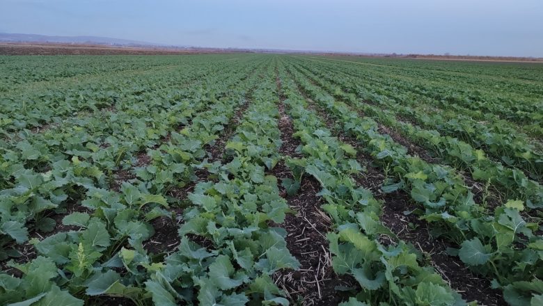 POGLED U POLJA: ULJANA REPICA OŽIVELA, JOŠ TRAJE SETVA PŠENICE!