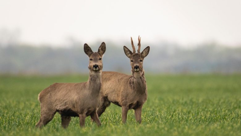 Raspisan konkurs za subvencije u lovstvu za 2025. godinu