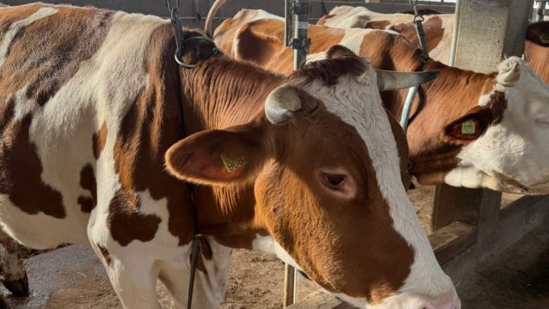 Raspisan javni poziv za nabavku kvalitetnih priplodnih grla za 2025. godinu