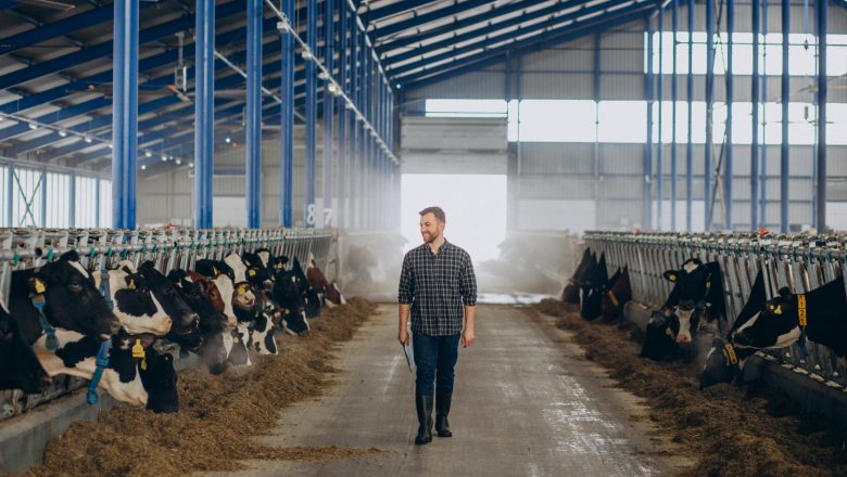 Eksplozija cena na stočnim pijacama: telad skače, svinje klackaju, jaja miruju — a stočna hrana šalje upozorenje tržištu!