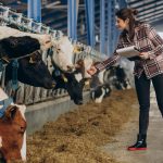 Skok cene teladi, pad junadi i „klackalica“ kod prasadi – Šta nam donosi kraj januara?