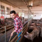 TRŽIŠTE STOKE NA IVICI: Svinjarstvo u slobodnom padu, klanice diktiraju surovu realnost