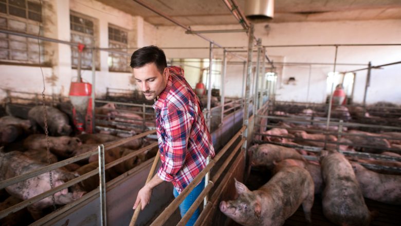 Pad cena svinja u EU do 17%: šta to znači za Srbiju i region