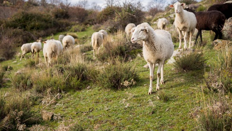 ZBOG ČEGA NEMA IZVOZA JAGANJACA?