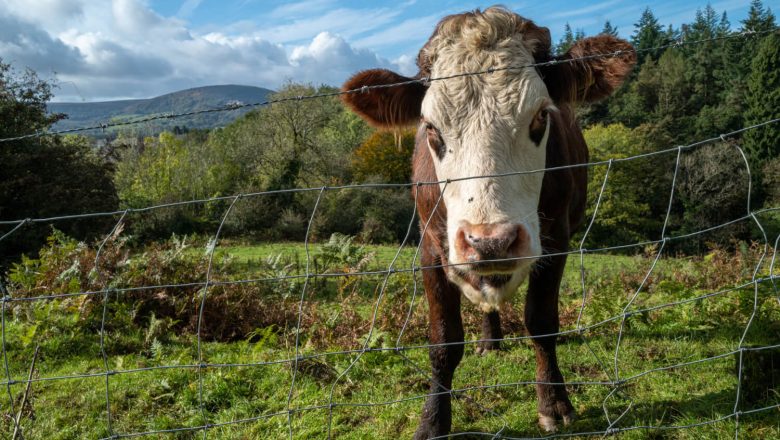 Skupa proizvodnja, jeftin otkup: cene žive stoke u Srbiji