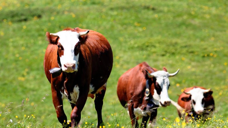 Cene žive stoke i stočne hrane na kraju godine: telad i jagnjad vuku naviše, kukuruz sve skuplji