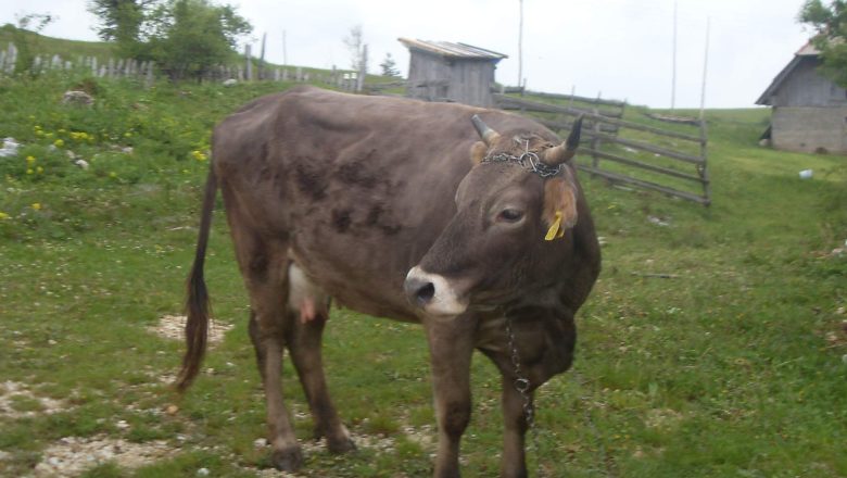 Raspisan javni poziv za podsticaje za očuvanje autohtonih rasa u 2025. godini