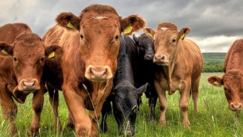 Snažan potres na tržištu govedine u EU: Proizvodnja opada, cene skočile za 26%, Mađarska predvodi sa rastom od preko 80%