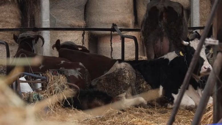 Proizvođači mleka upozoravaju: globalni trgovinski rat lomi domaće farme